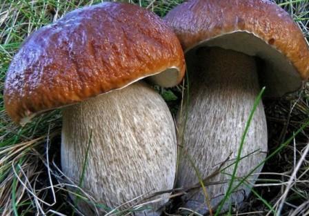   ,   Boletus reticulatus (Boletus aestivalis)